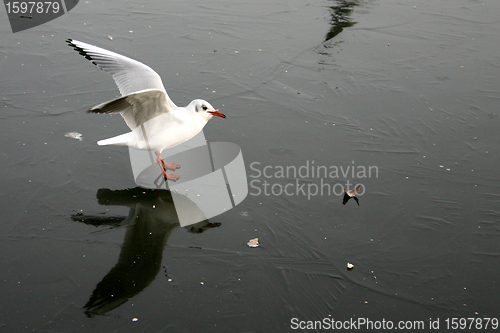 Image of bird seagull