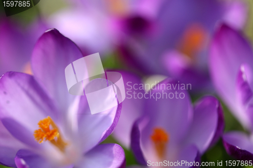 Image of flowers