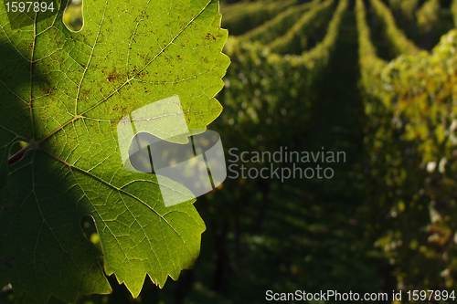 Image of alsacian vineyards