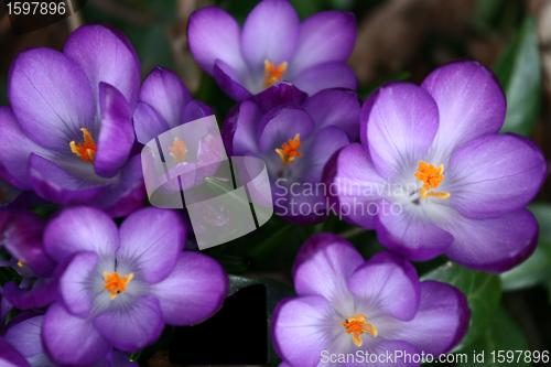 Image of flower closeup