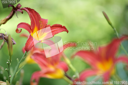 Image of flower closeup