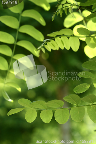 Image of autumn leaves
