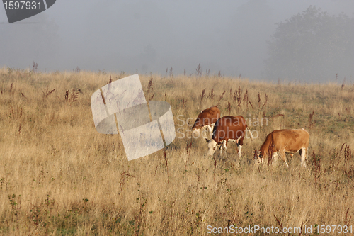 Image of Danish cows in the fog