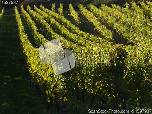 Image of alsacian vineyards