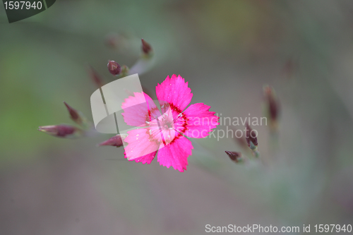 Image of flower garden