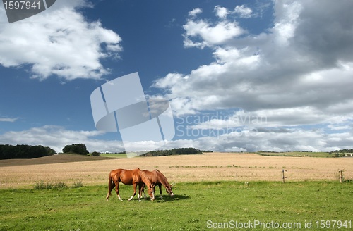 Image of danish horses