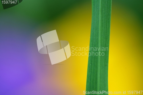 Image of grass closeup