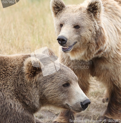 Image of Brown bear