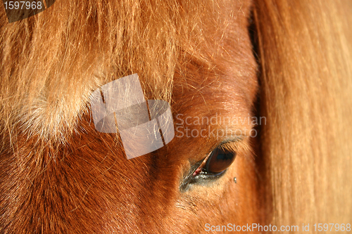 Image of danish horses 01