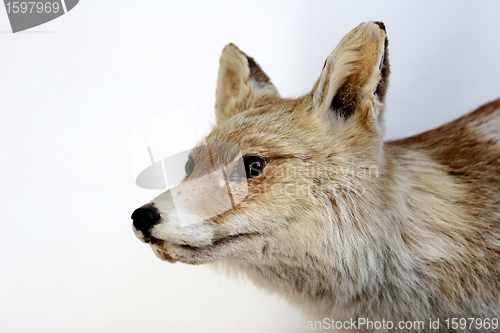Image of fox