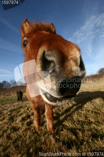 Image of danish horses