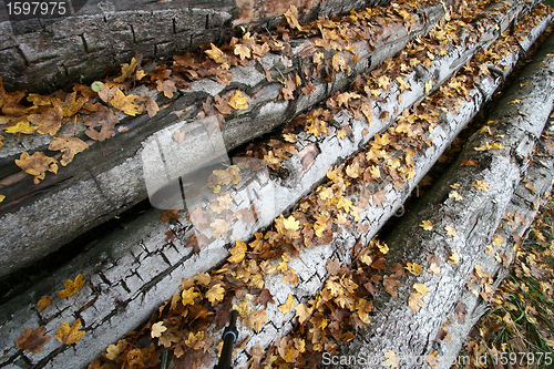 Image of tree trunk