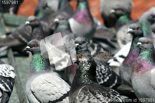 Image of pigeons