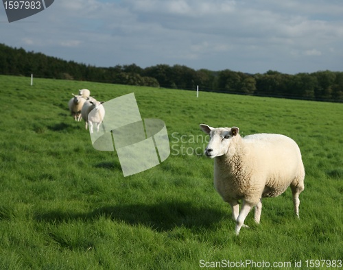 Image of sheep