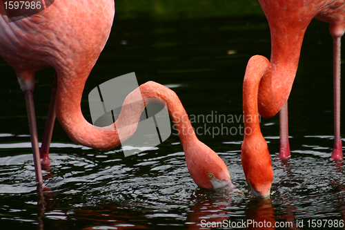 Image of Flamingo
