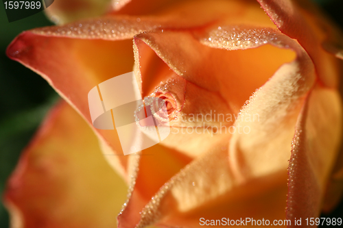 Image of flowers
