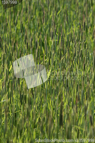 Image of grass