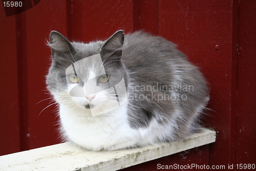 Image of Cat