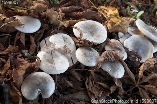 Image of MUSHROOM