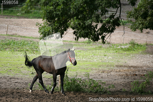 Image of danish horses