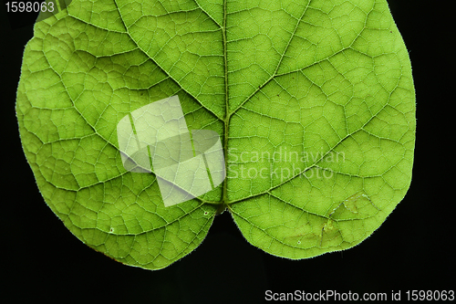 Image of  leaves