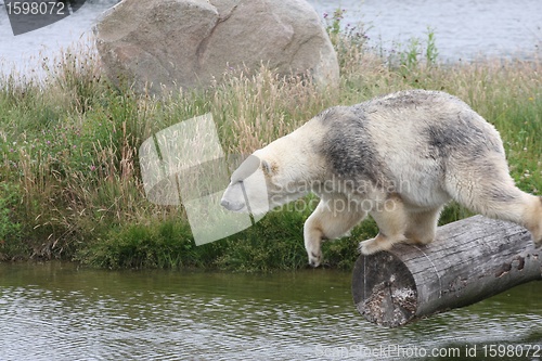 Image of White bear