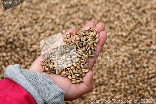 Image of corn fleld harvest