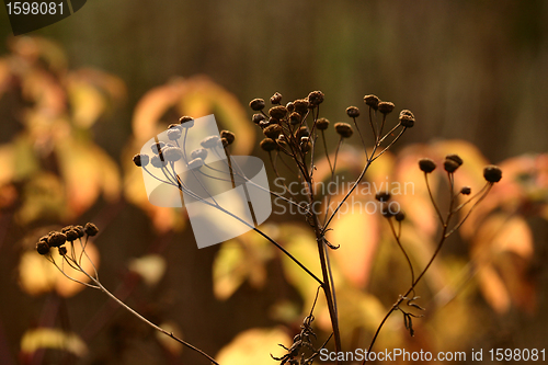 Image of autumn leaves