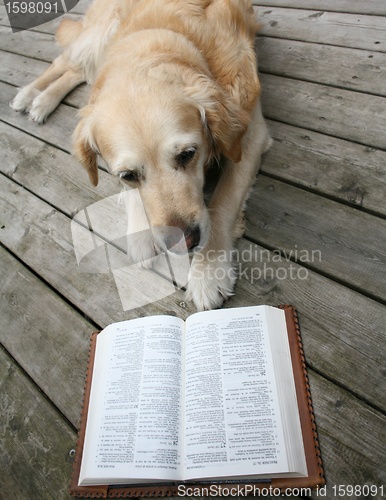 Image of dog reading