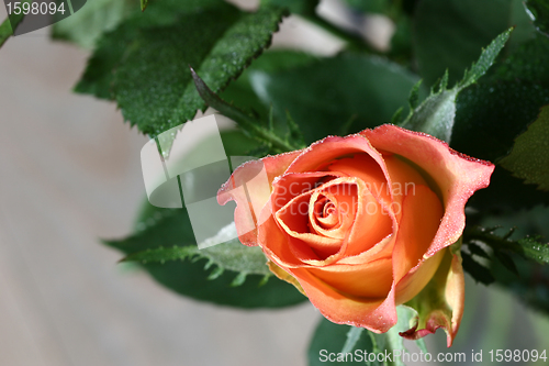 Image of flowers