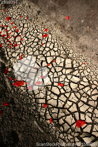 Image of poppies