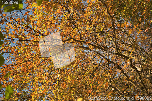 Image of  leaves