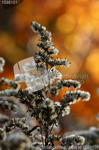 Image of autumn leaves