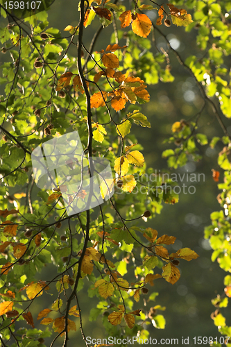 Image of  leaves