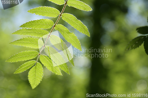 Image of  leaves