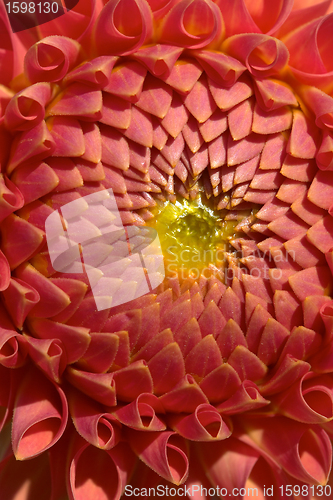 Image of flowers