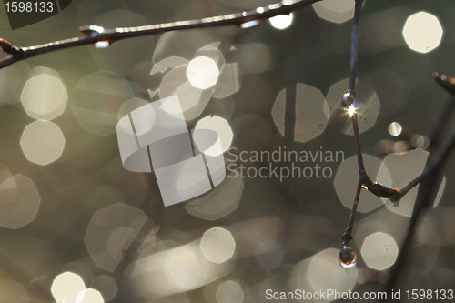 Image of autumn leaves