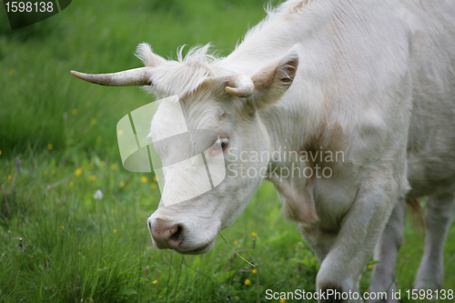 Image of Danish cows 