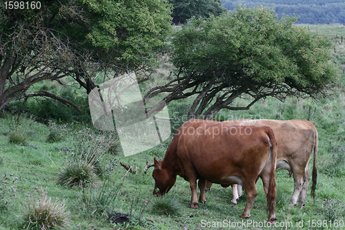 Image of Danish cows 