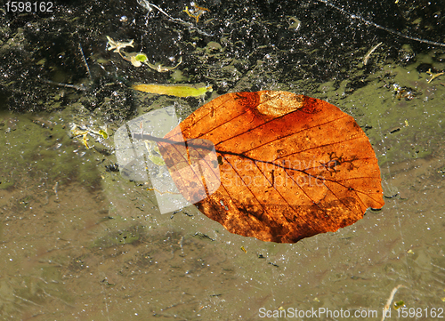 Image of Winter leaves