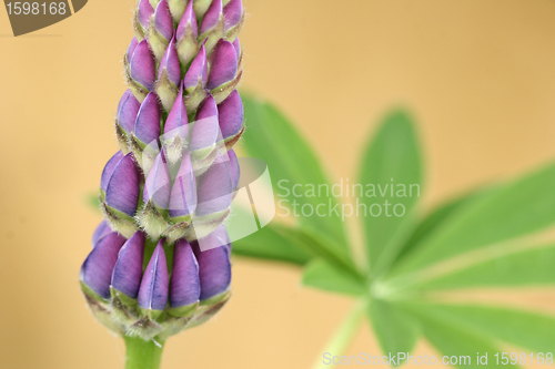 Image of lupin flower closeup