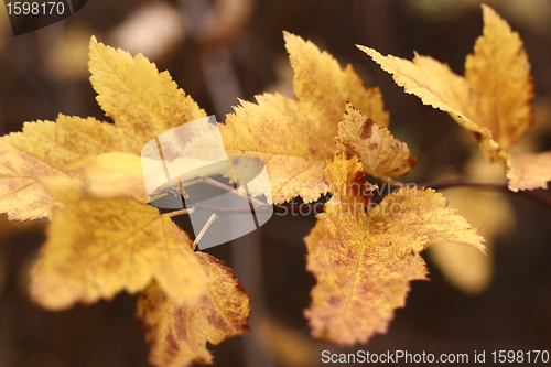 Image of autumn leaves