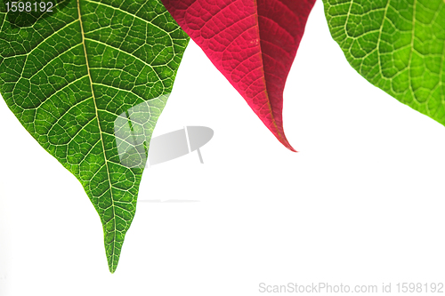 Image of  leaves