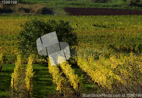 Image of alsacian vineyards