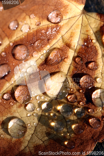 Image of wet leaf