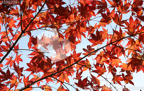 Image of autumn leaves
