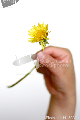 Image of dandelion child