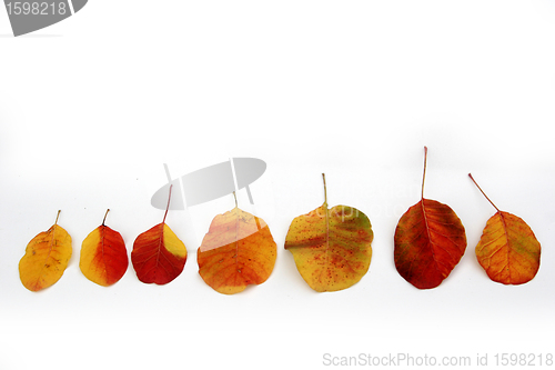 Image of autumn leaves