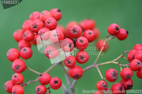 Image of red fruits