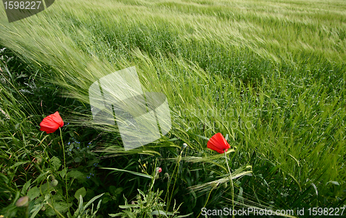 Image of danish landscape01